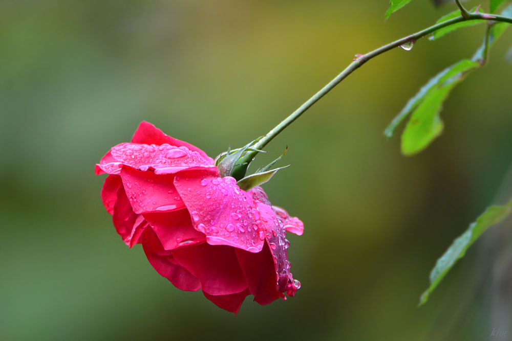 DSC 9398 Rose