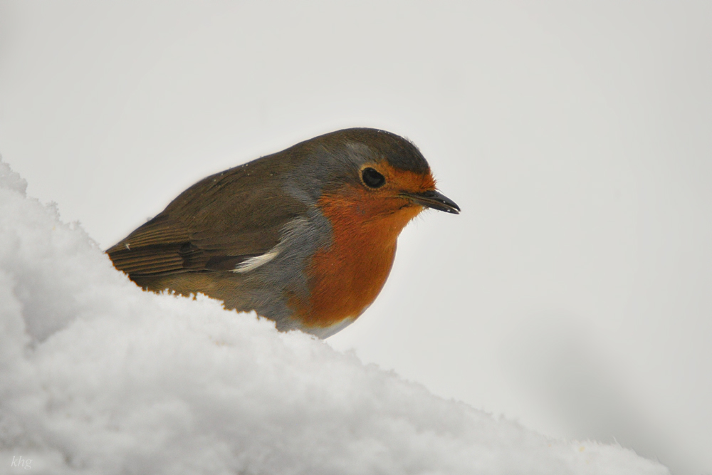 DSC 9406 khg