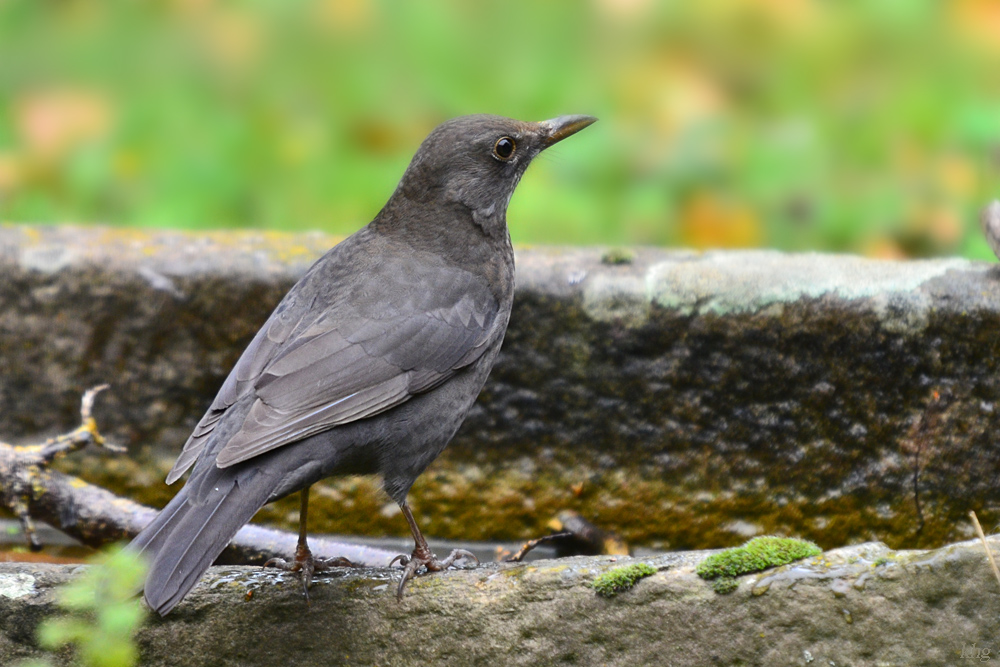 DSC 9409 khg