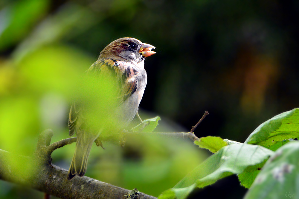 DSC 9440 Spatz