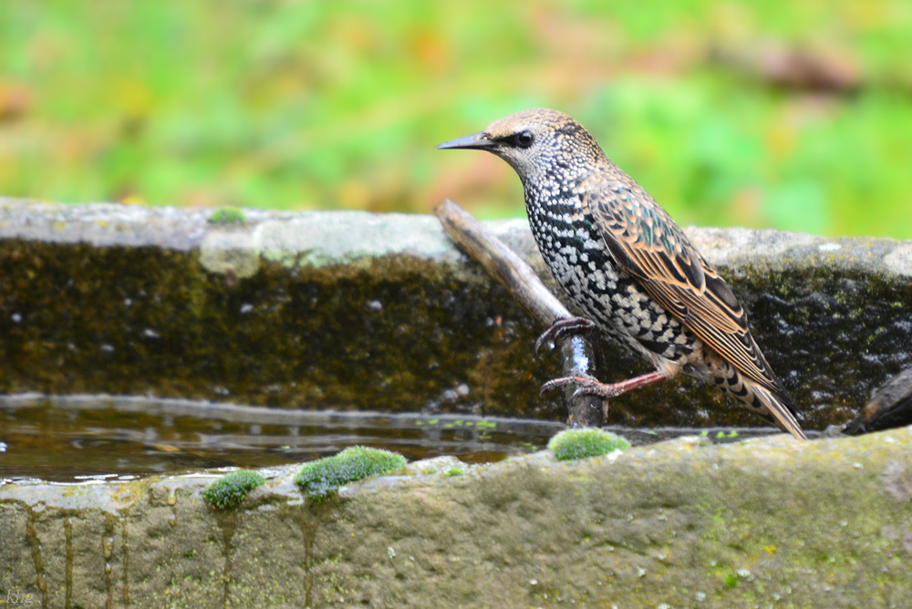 DSC 9441 khg