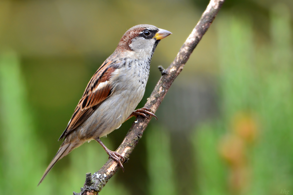 DSC 9447 Spatz