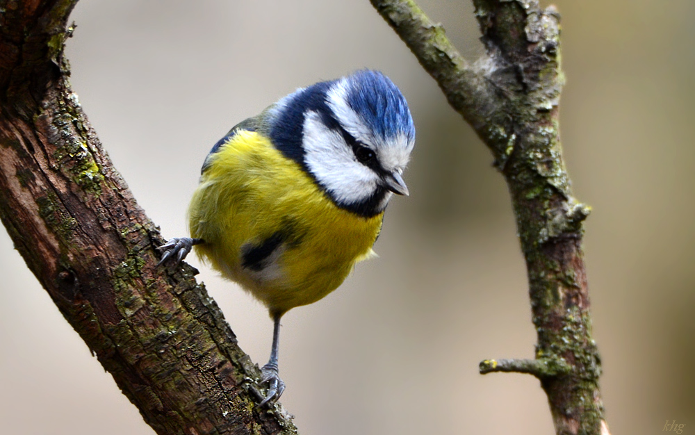 DSC 9448 Blaumeise
