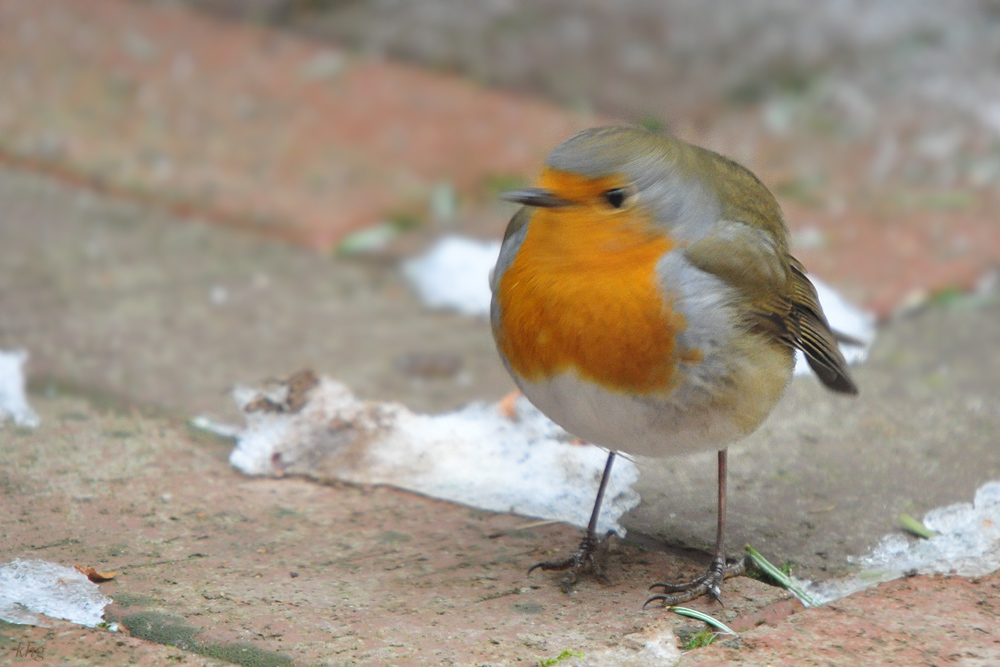DSC 9456 khg