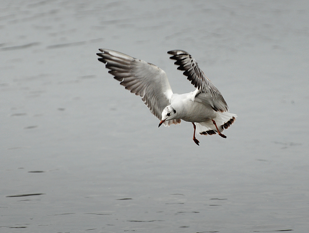 DSC 9458 1000a