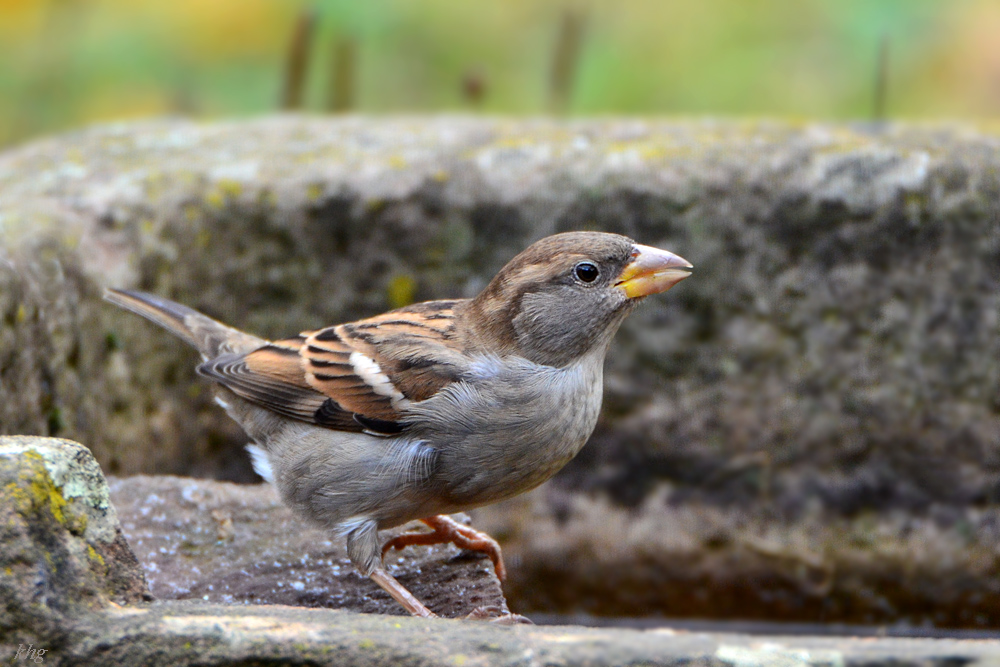 DSC 9460 Spatz