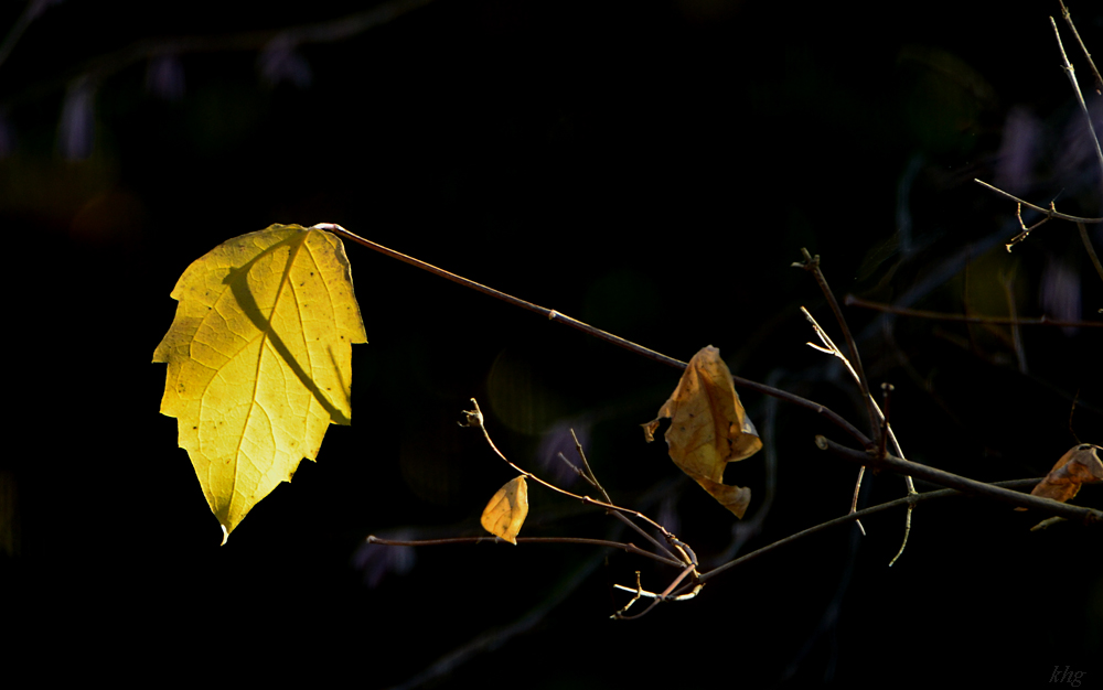 DSC 9470 Spätherbst