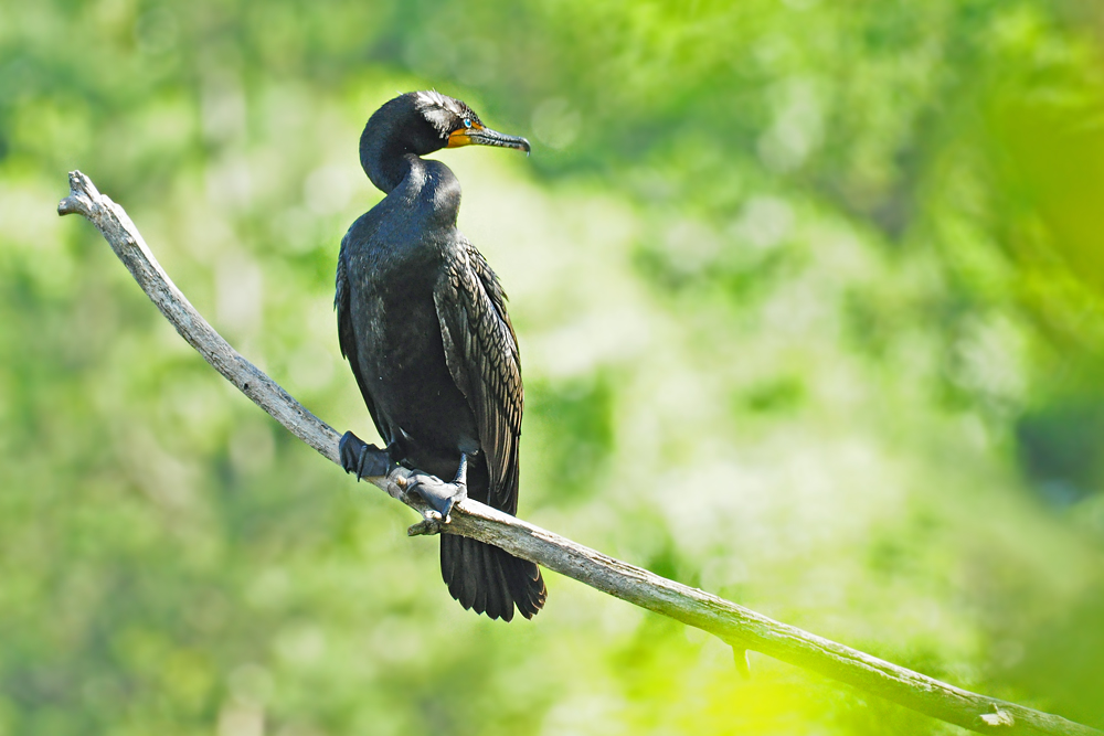 DSC 9476 Kormoran 1000