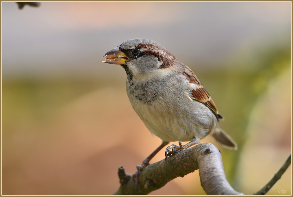 DSC 9480 Spatz