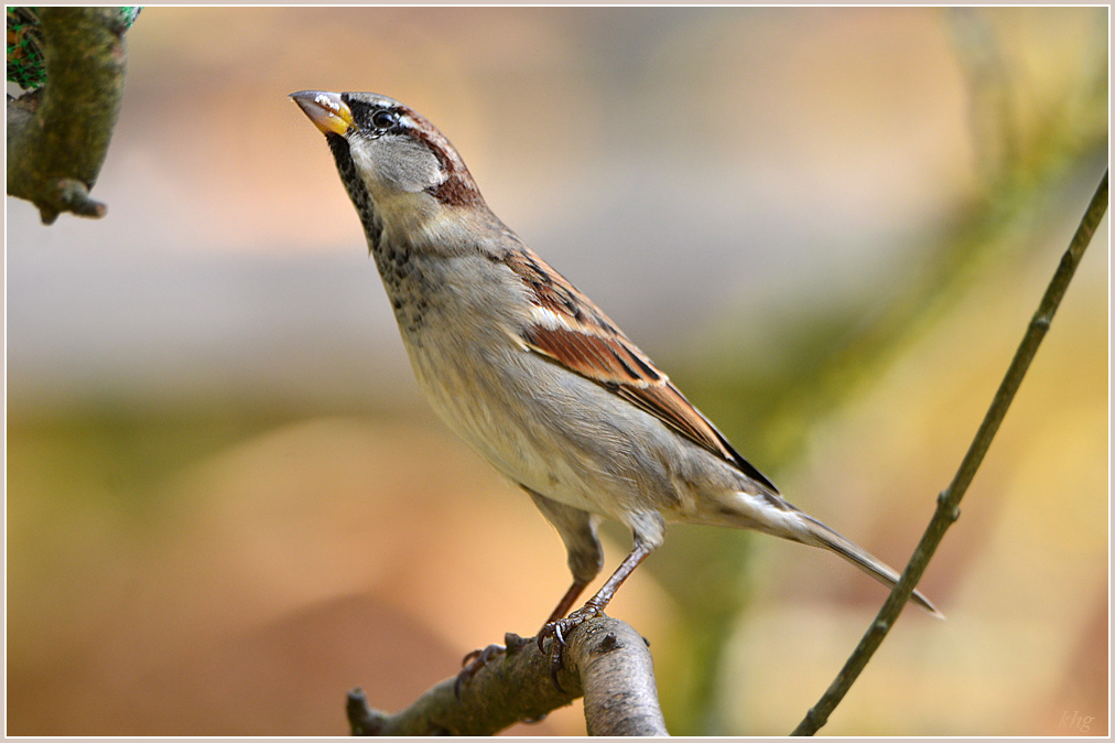 DSC 9481 Spatz