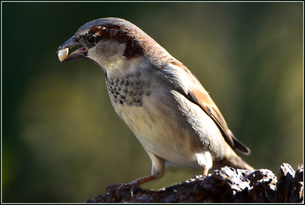 DSC 9487 Spatz