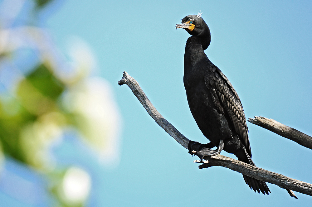 DSC 9488 Kormoran 1000