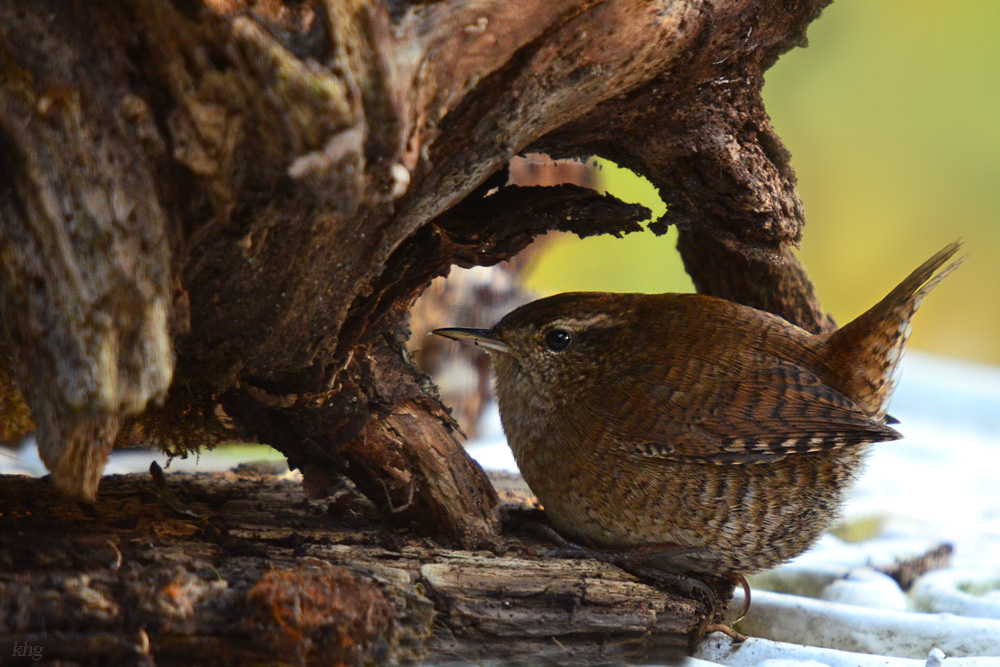 DSC 9490 khg