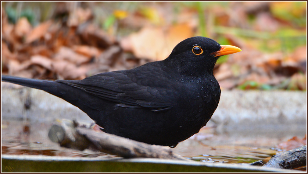 DSC 9498 Amsel