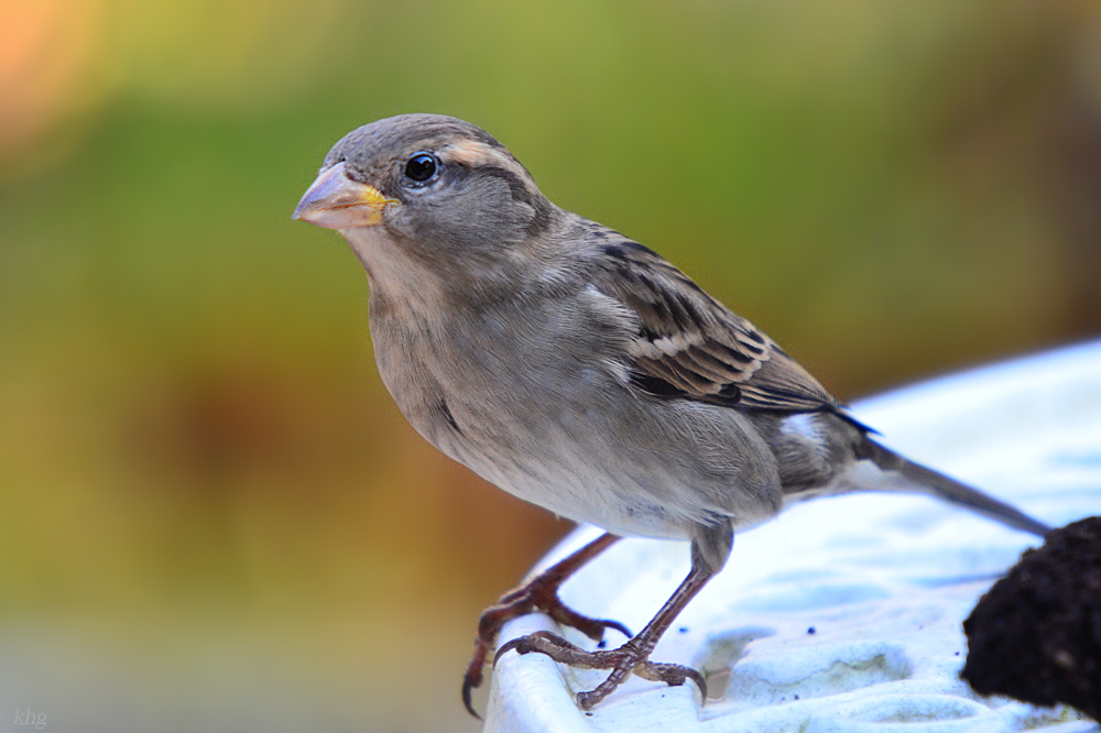 DSC 9503 khg