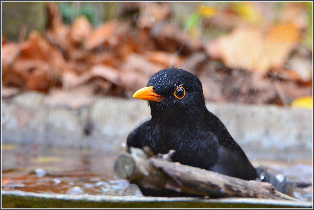 DSC 9504 Amsel