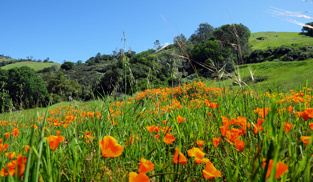 DSC 9520 Mt. Diablo 1000