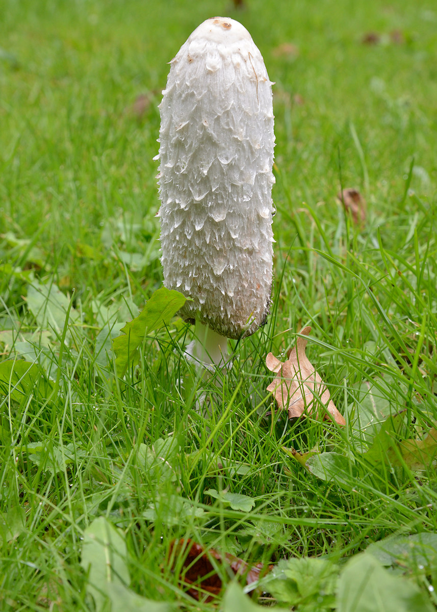 DSC 9526