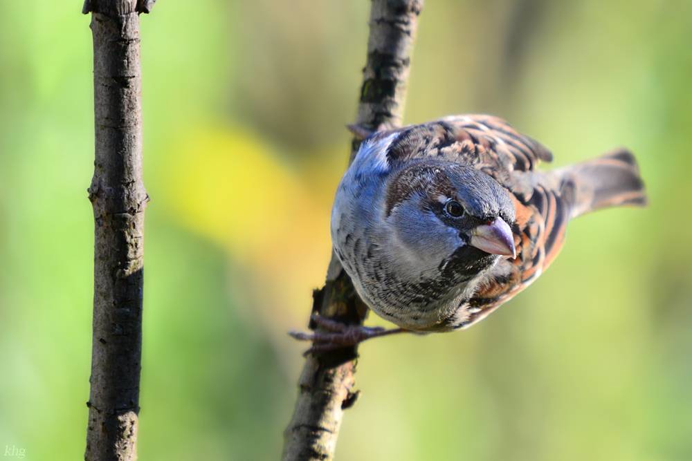 DSC 9528 khg