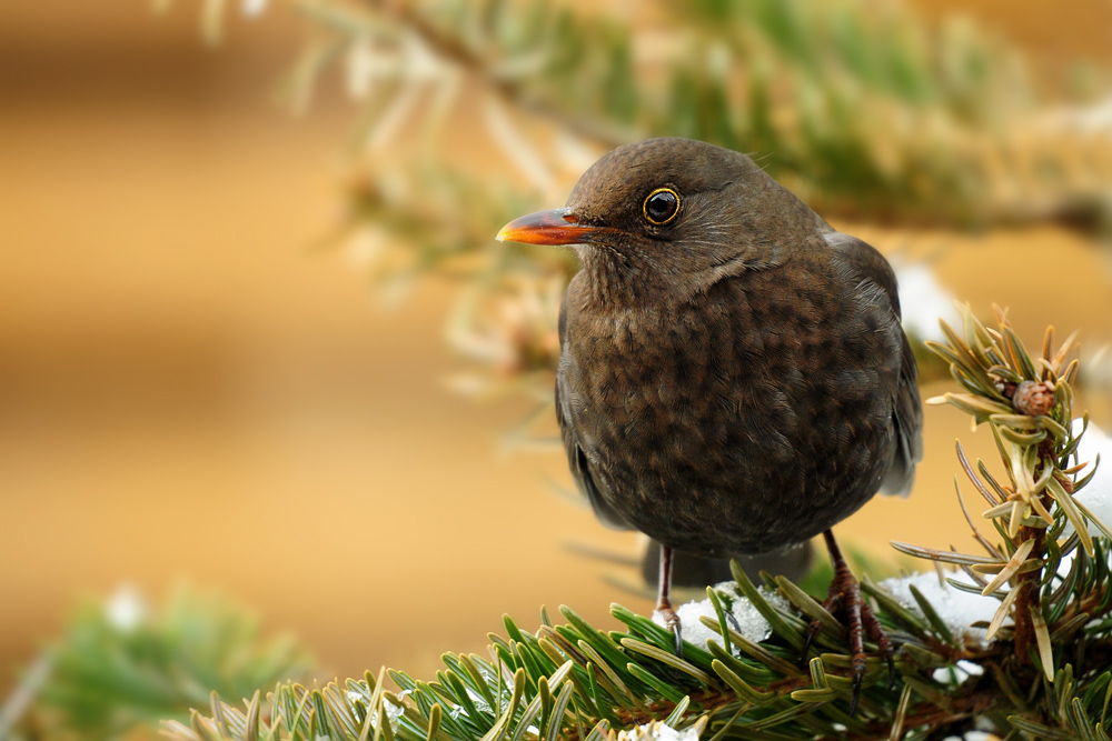 DSC 9545 Amsel W b