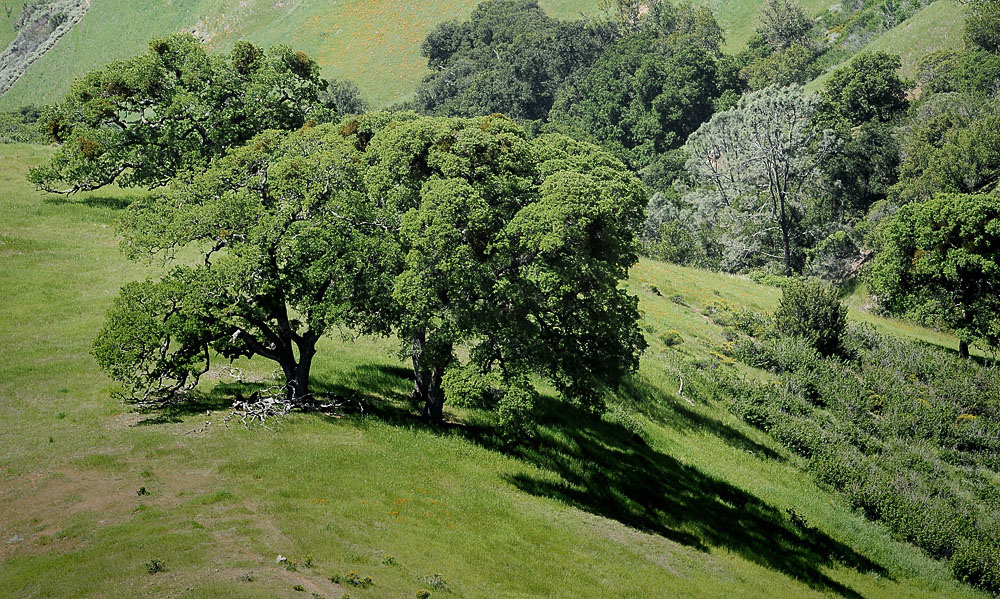 DSC 9548 Mt Diablo 1000 S