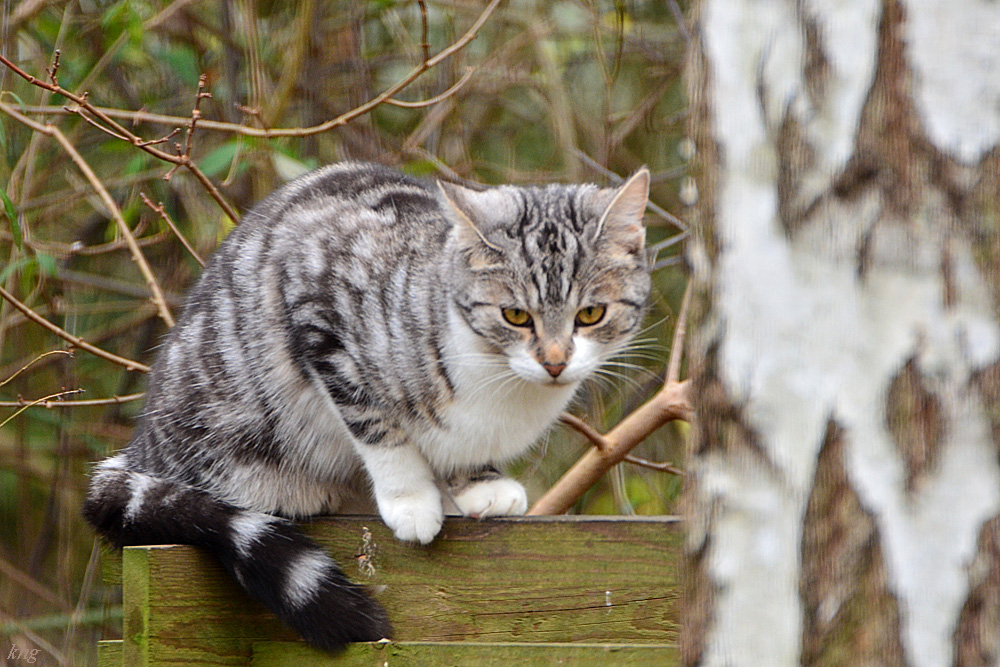 DSC 9557 Katze