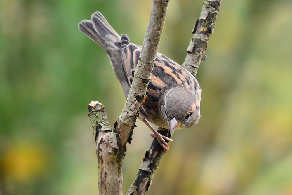 DSC 9596 khg