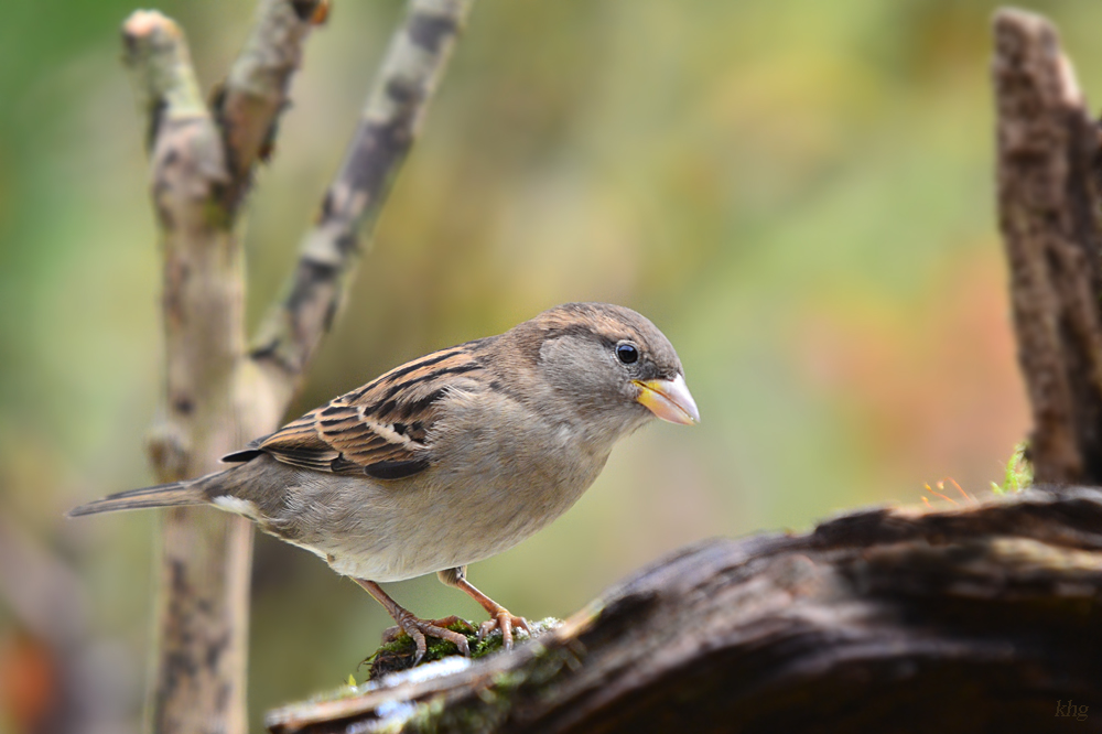 DSC 9598 khg