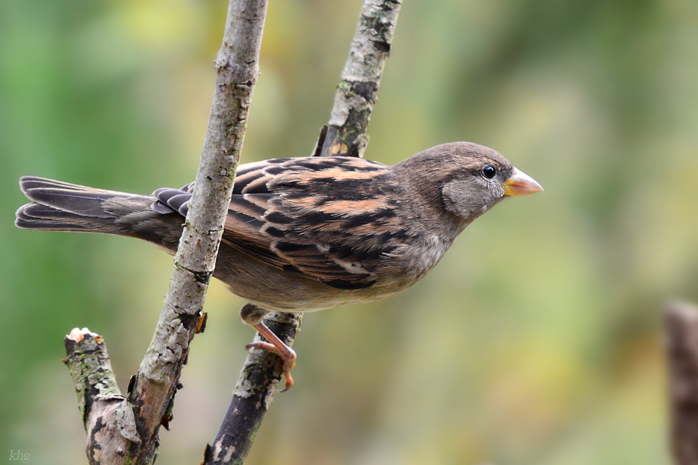 DSC 9602 khg