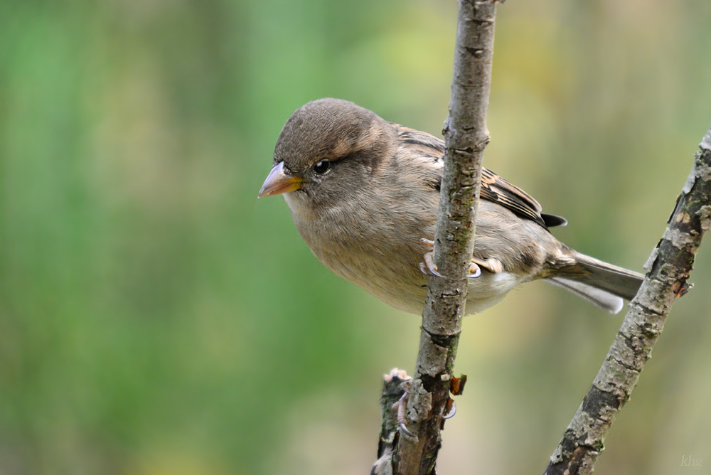 DSC 9611 khg