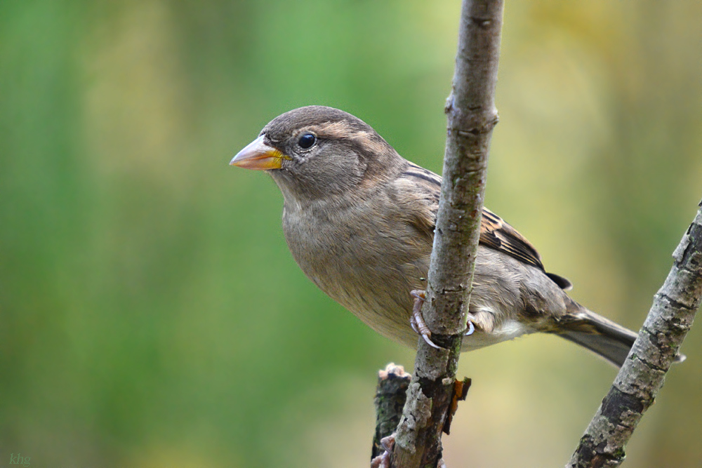 DSC 9624 khg