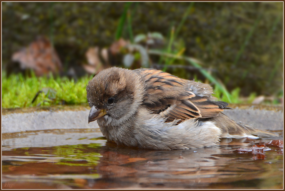 DSC 9624 Spatz