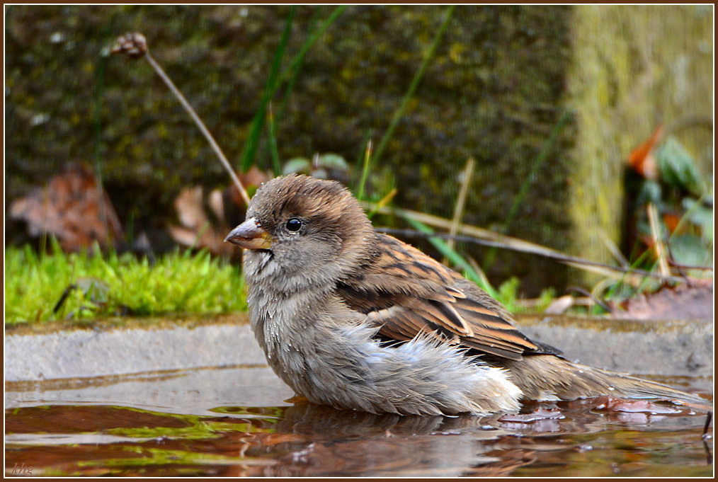 DSC 9625 Spatz