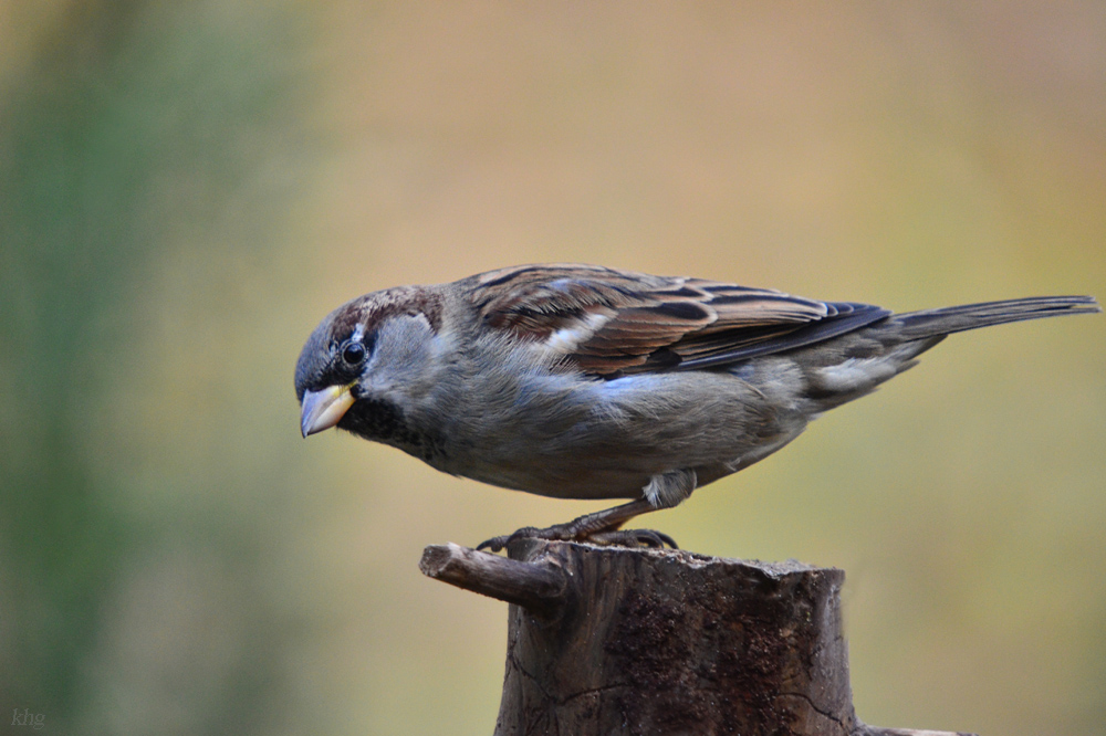DSC 9626 khg