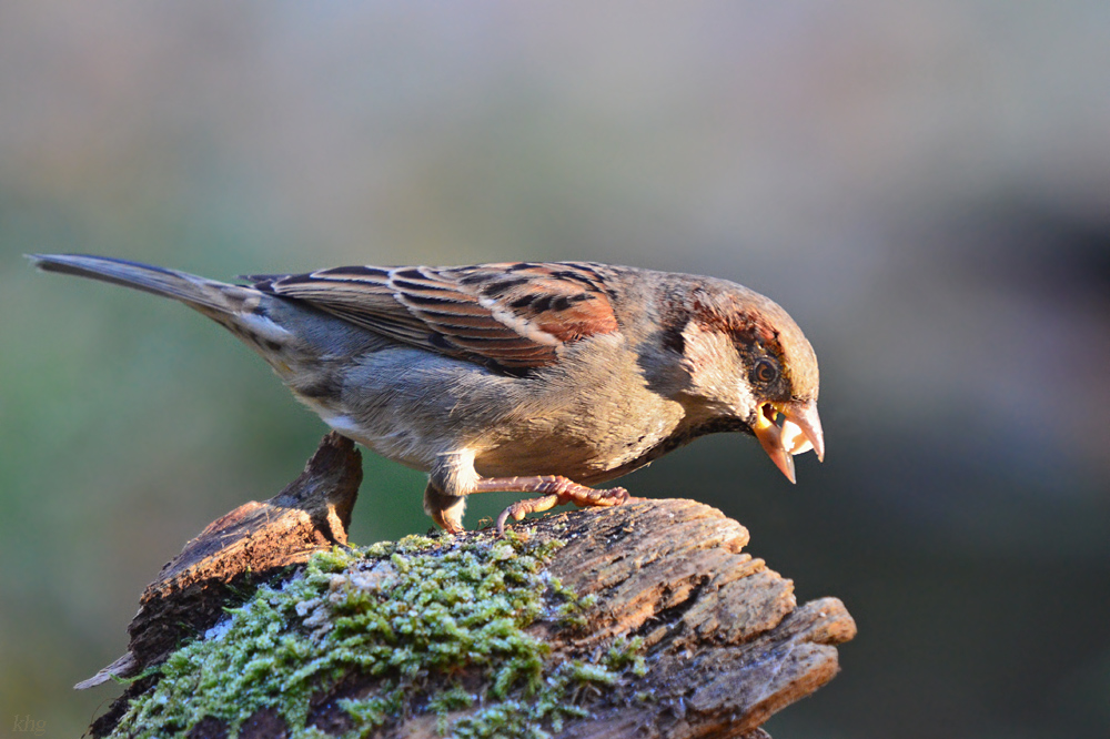 DSC 9659 khg