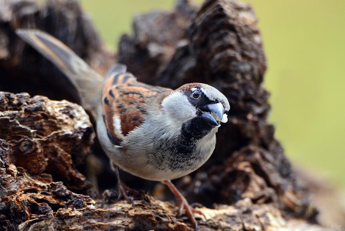 DSC 9664 Spatz