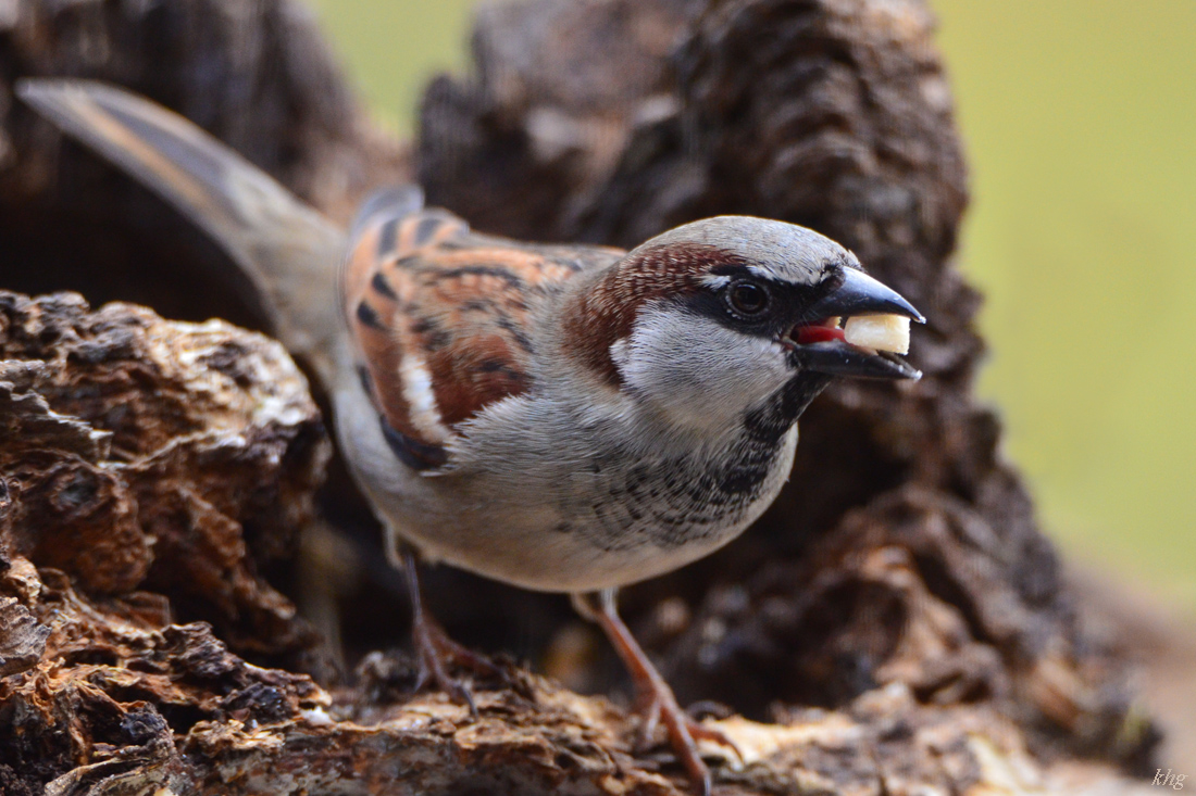 DSC 9665 Spatz