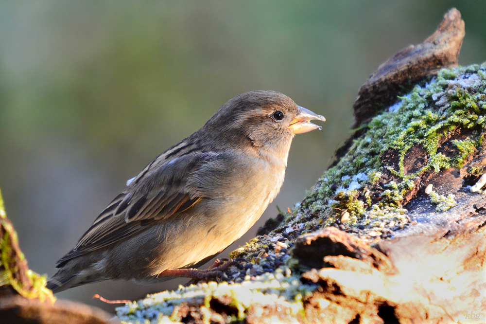 DSC 9671 khg