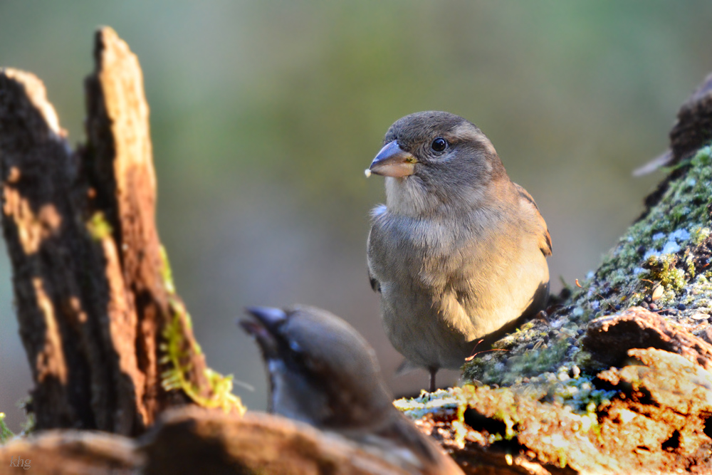DSC 9673 khg