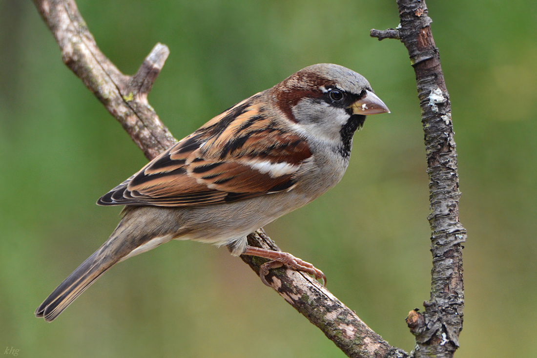 DSC 9690 Spatz
