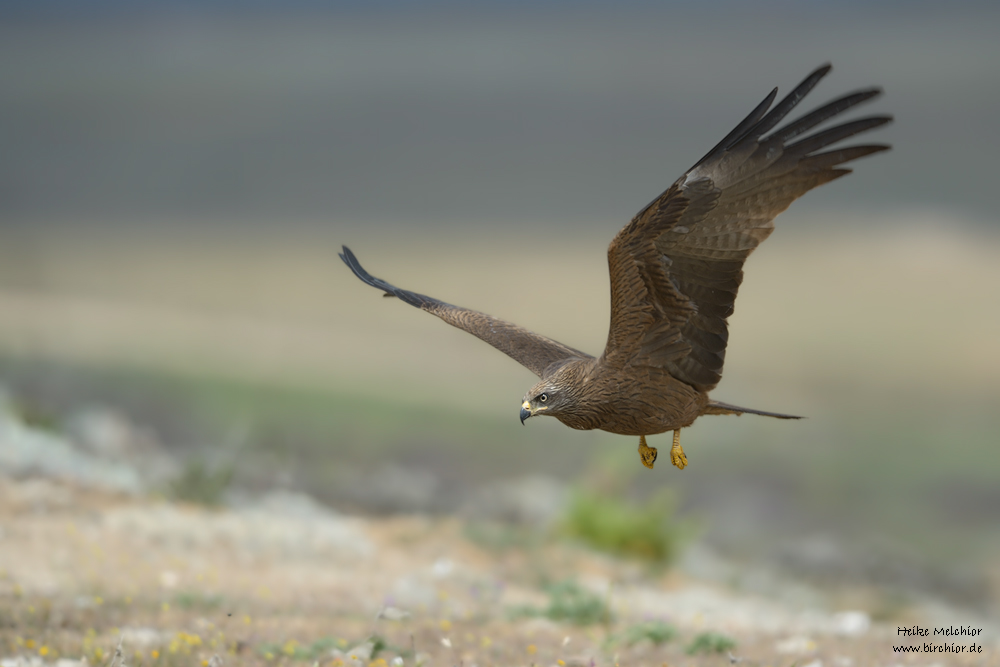 DSC 9704 NX