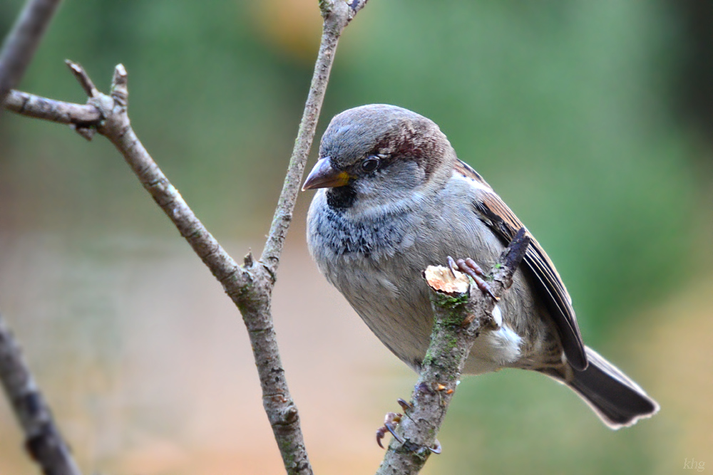 DSC 9706 khg