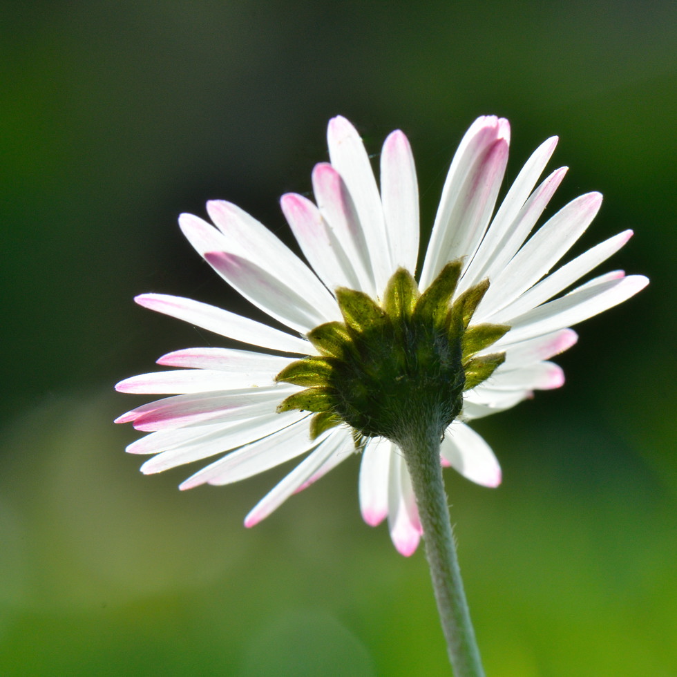 DSC 9713 2011 04 24 1203