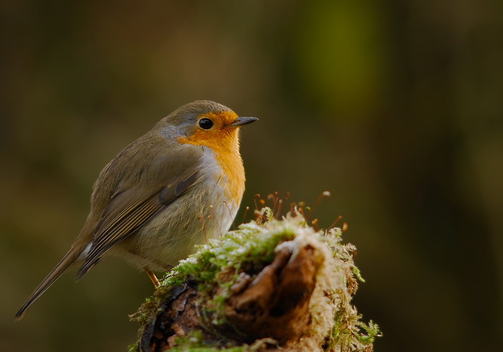 DSC 9738 hf