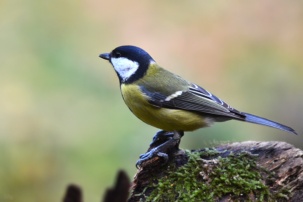DSC 9771 khg