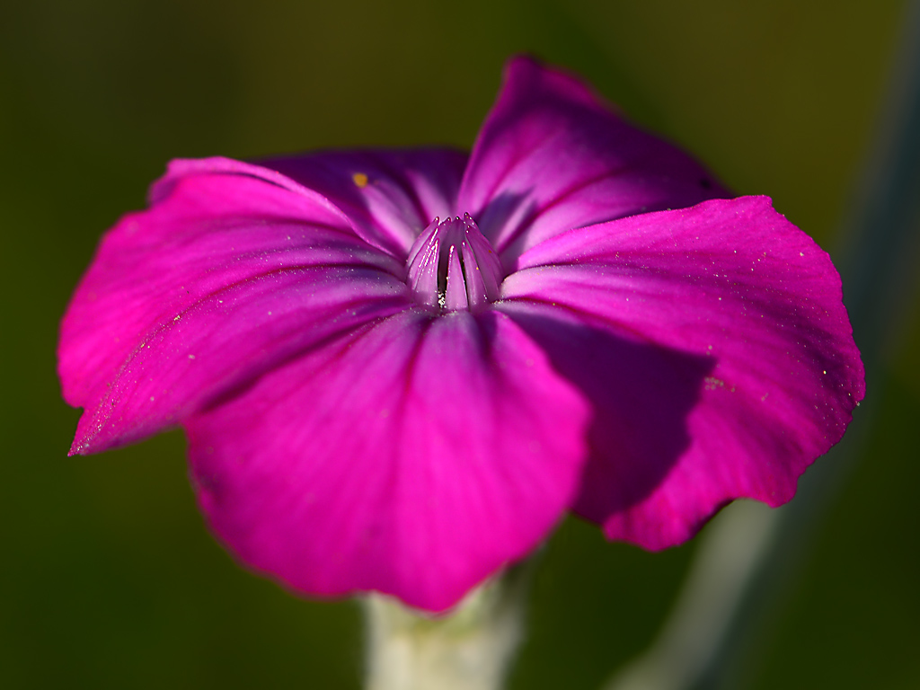 DSC 9779Blume am Wegesrand