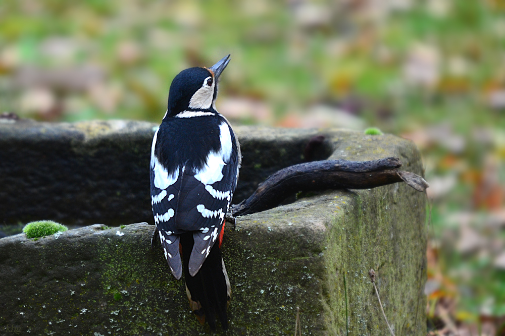DSC 9789 khg
