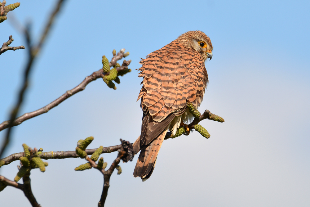 DSC 9789 Turmfalke 1000