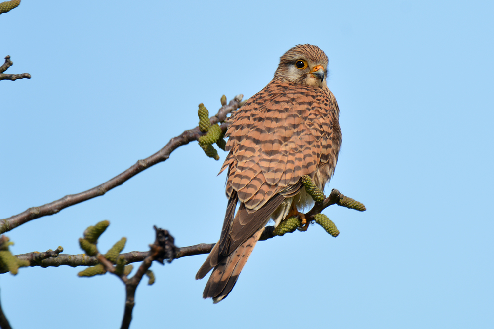 DSC 9799 Turmfalke 1000