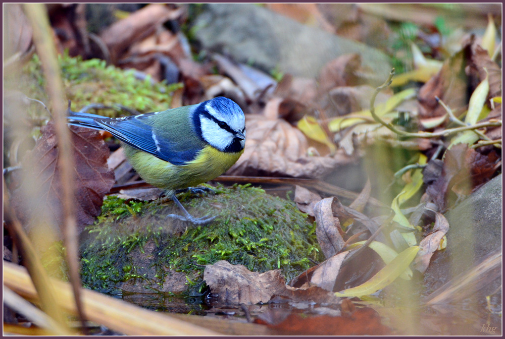 DSC 9814 Blaumeise